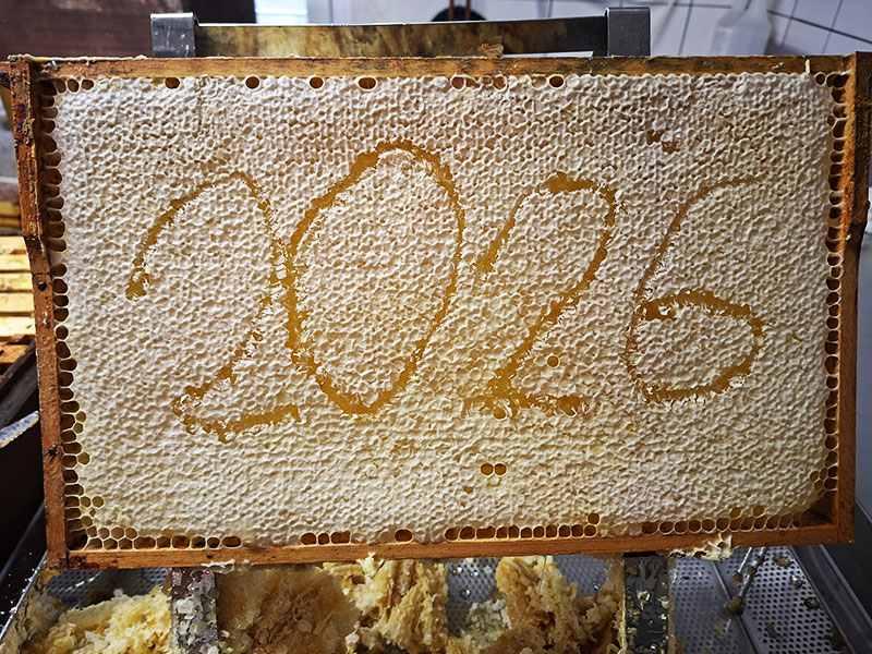 Fleißige Bienen auf den Waben der Bienenvölker in Rüsselsheim